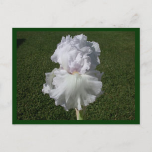 Carte Postale Iris blanc