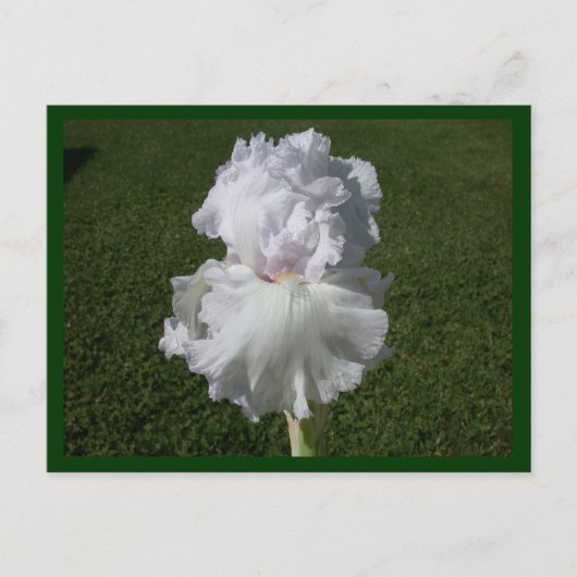 Carte Postale Iris blanc (Devant)