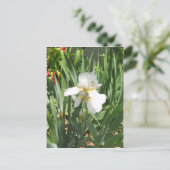 Carte Postale Iris blanc (Debout devant)