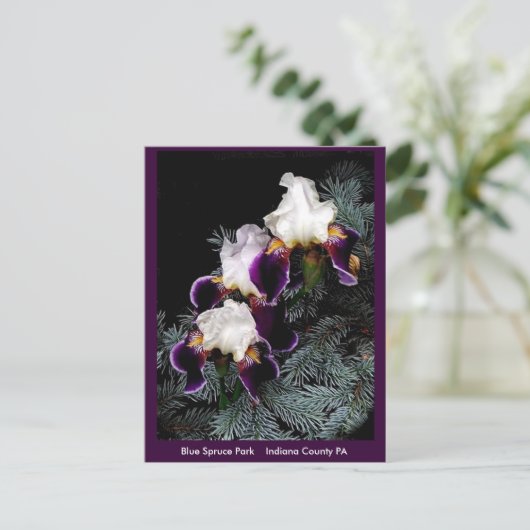 Carte Postale Iris blanc et violet (Debout devant)