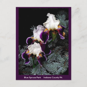 Carte Postale Iris blanc et violet