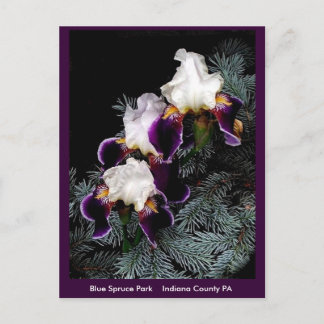 Carte Postale Iris blanc et violet
