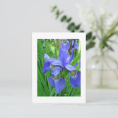 Carte Postale iris bleu (Debout devant)