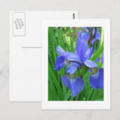 Carte Postale iris bleu (Devant / Derrière)