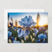 Carte Postale Iris bleu et blanc pendant l'heure dorée (Devant / Derrière)