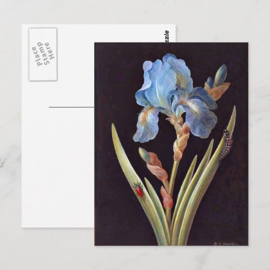 Carte Postale Iris bleu (germanique) (Devant / Derrière)