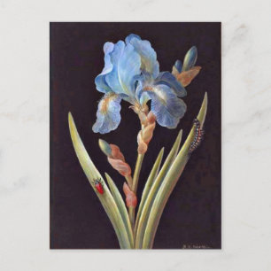Carte Postale Iris bleu (germanique)