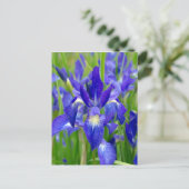 Carte postale Iris bleu vif (Debout devant)