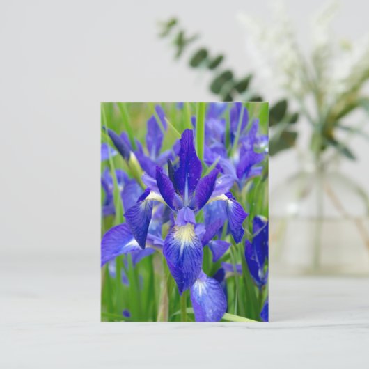 Carte postale Iris bleu vif (Debout devant)