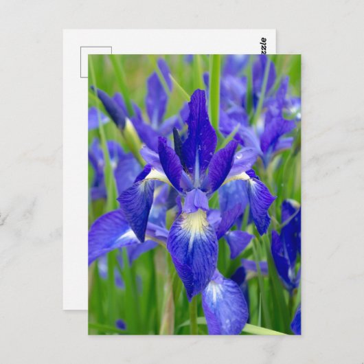 Carte postale Iris bleu vif (Devant / Derrière)