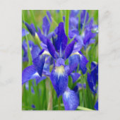 Carte postale Iris bleu vif (Devant)