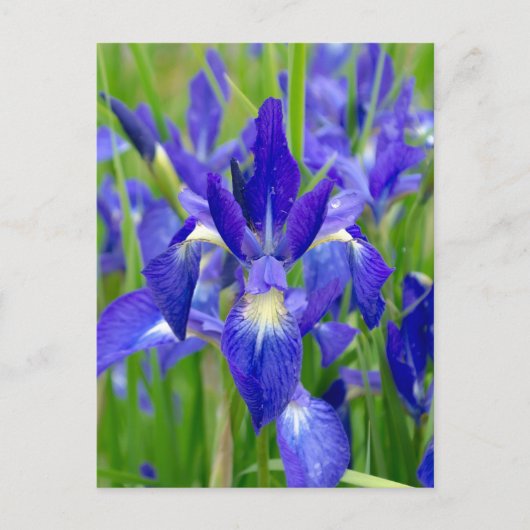 Carte postale Iris bleu vif (Devant)