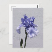 Carte Postale Iris Bloom (Devant / Derrière)