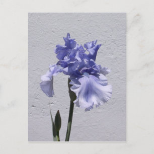 Carte Postale Iris Bloom