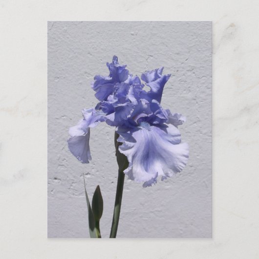 Carte Postale Iris Bloom (Devant)
