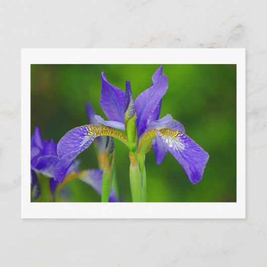 Carte postale Iris Blue Flower (Devant)
