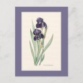 Carte Postale Iris Botanical Redoute (Devant)