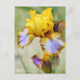 Carte Postale Iris "Brown Lasso" [Carte Postale]