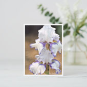 Carte Postale Iris Carolina Gold (Debout devant)