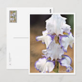 Carte Postale Iris Carolina Gold (Devant / Derrière)