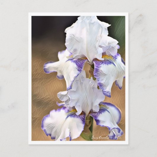 Carte Postale Iris Carolina Gold (Devant)