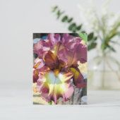Carte Postale Iris "Chocolate Royal" [Carte postale] (Debout devant)