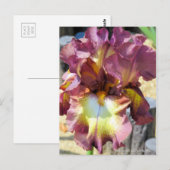 Carte Postale Iris "Chocolate Royal" [Carte postale] (Devant / Derrière)
