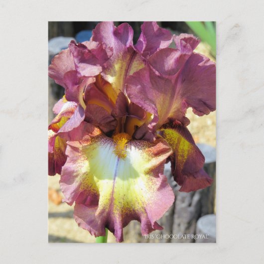 Carte Postale Iris "Chocolate Royal" [Carte postale] (Devant)