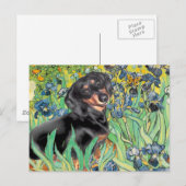 Carte Postale Iris - Dachsund (BT4) (Devant / Derrière)
