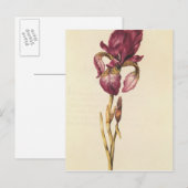 Carte Postale Iris, de 'La Guirlande de Julie', c.1642 (Devant / Derrière)