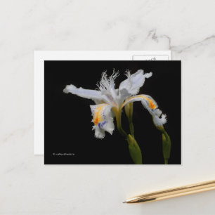 Carte Postale Iris de Shaga à crête florale élégante