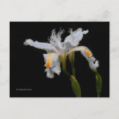 Carte Postale Iris de Shaga à crête florale élégante (Devant)