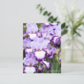 Carte Postale Iris "Eagle Flight" [Carte Postale] (Debout devant)