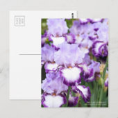 Carte Postale Iris "Eagle Flight" [Carte Postale] (Devant / Derrière)