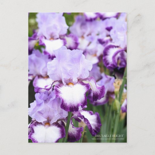 Carte Postale Iris "Eagle Flight" [Carte Postale] (Devant)