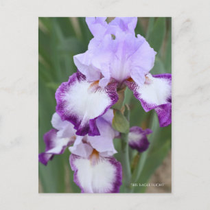 Carte Postale Iris ‘Eagle Flight’ [Carte Postale] ポ Rechercher ー