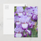 Carte Postale Iris ‘Eagle Flight’ [Carte Postale] ポ Rechercher ー (Devant / Derrière)