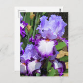 Carte Postale Iris ‘Eagle Flight’ [Carte Postale] ポ Rechercher ー (Devant / Derrière)