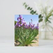 Carte Postale Iris ‘Eagle Flight’ [Carte Postale] ポ Rechercher ー (Debout devant)