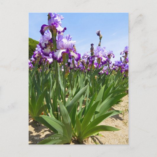 Carte Postale Iris ‘Eagle Flight’ [Carte Postale] ポ Rechercher ー (Devant)
