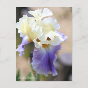 Carte Postale Iris "Edith Wolford" [Carte postale]
