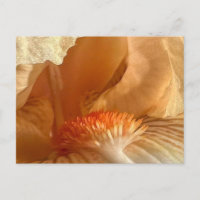 Carte postale Iris Embarquée Par Apricot