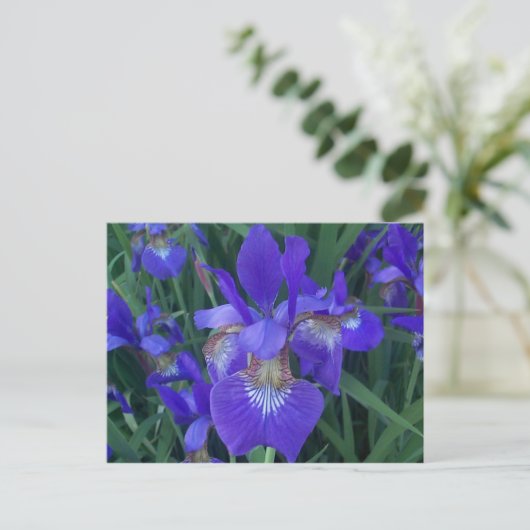 Carte Postale Iris en bois (Debout devant)