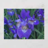 Carte Postale Iris en bois (Devant)