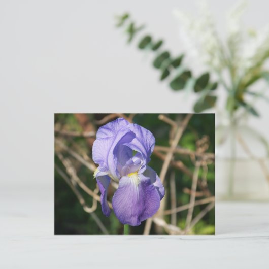 Carte Postale Iris en fleur (Debout devant)
