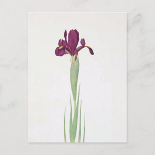 Carte Postale Iris Filifolia par William Dykes