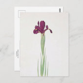 Carte Postale Iris Filifolia par William Dykes (Devant / Derrière)