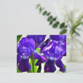 Carte Postale Iris Fleur Violette (Debout devant)