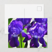 Carte Postale Iris Fleur Violette (Devant / Derrière)