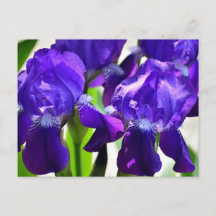 Carte Postale Iris Fleur Violette